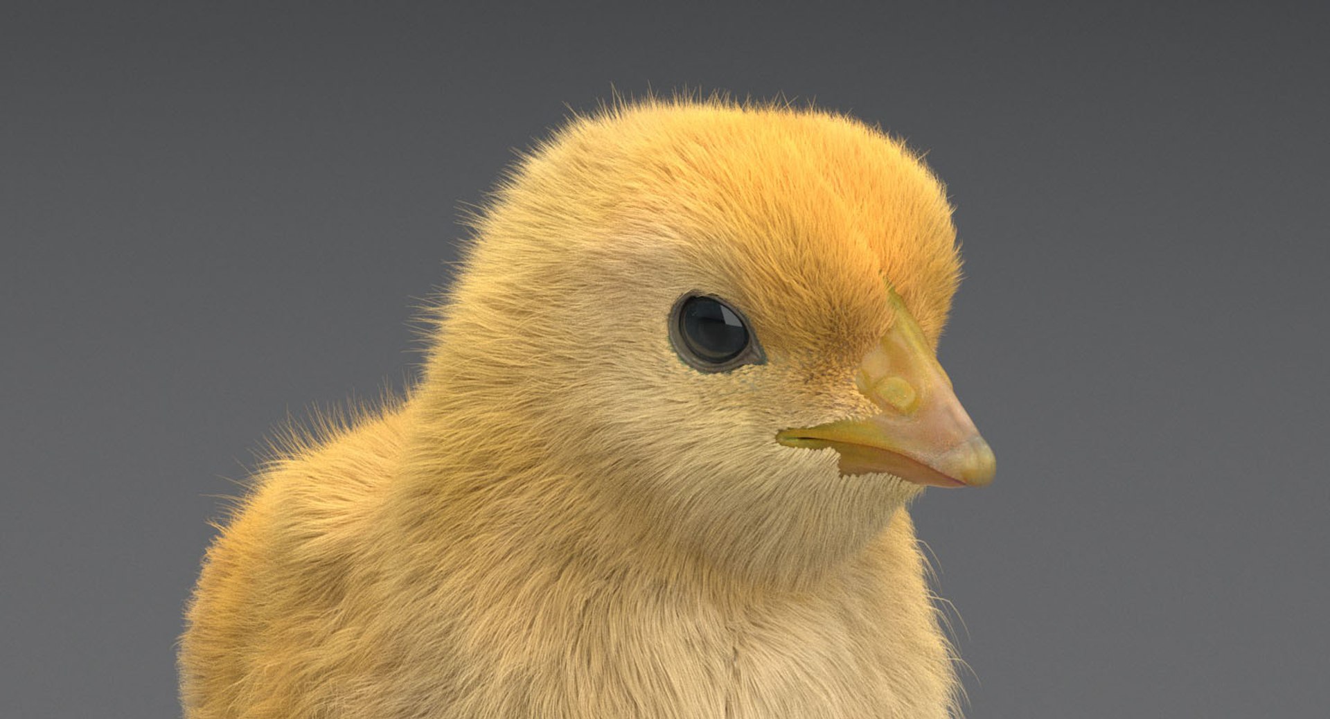 3D chick rig model - TurboSquid 1245523