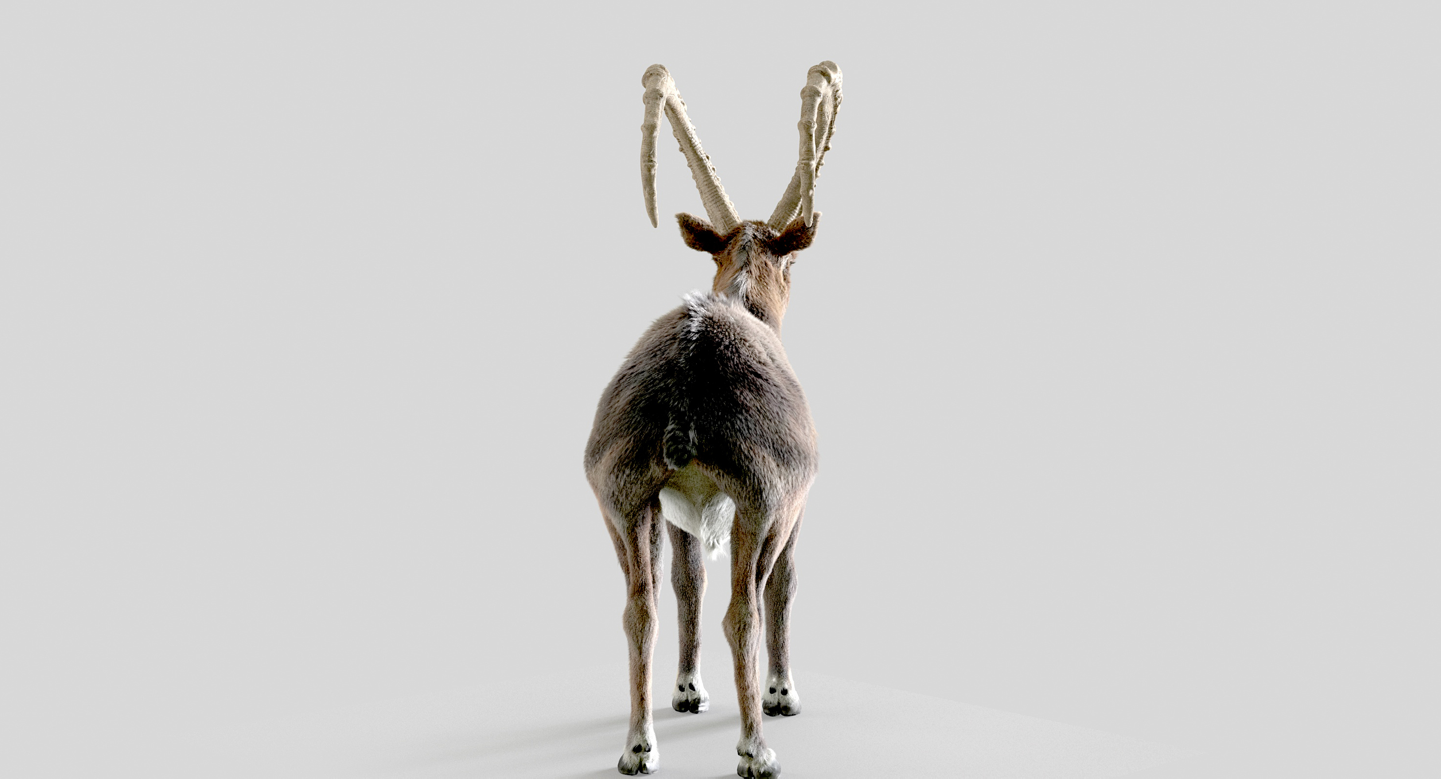 3D wild goat model - TurboSquid 1408021