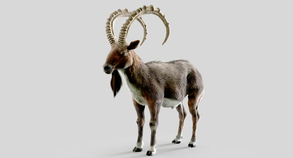 3D wild goat model - TurboSquid 1408021