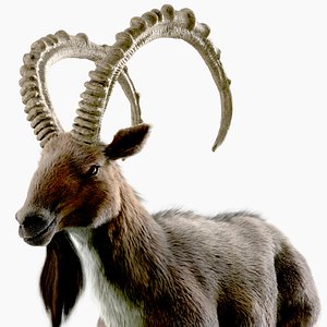 3D wild goat model