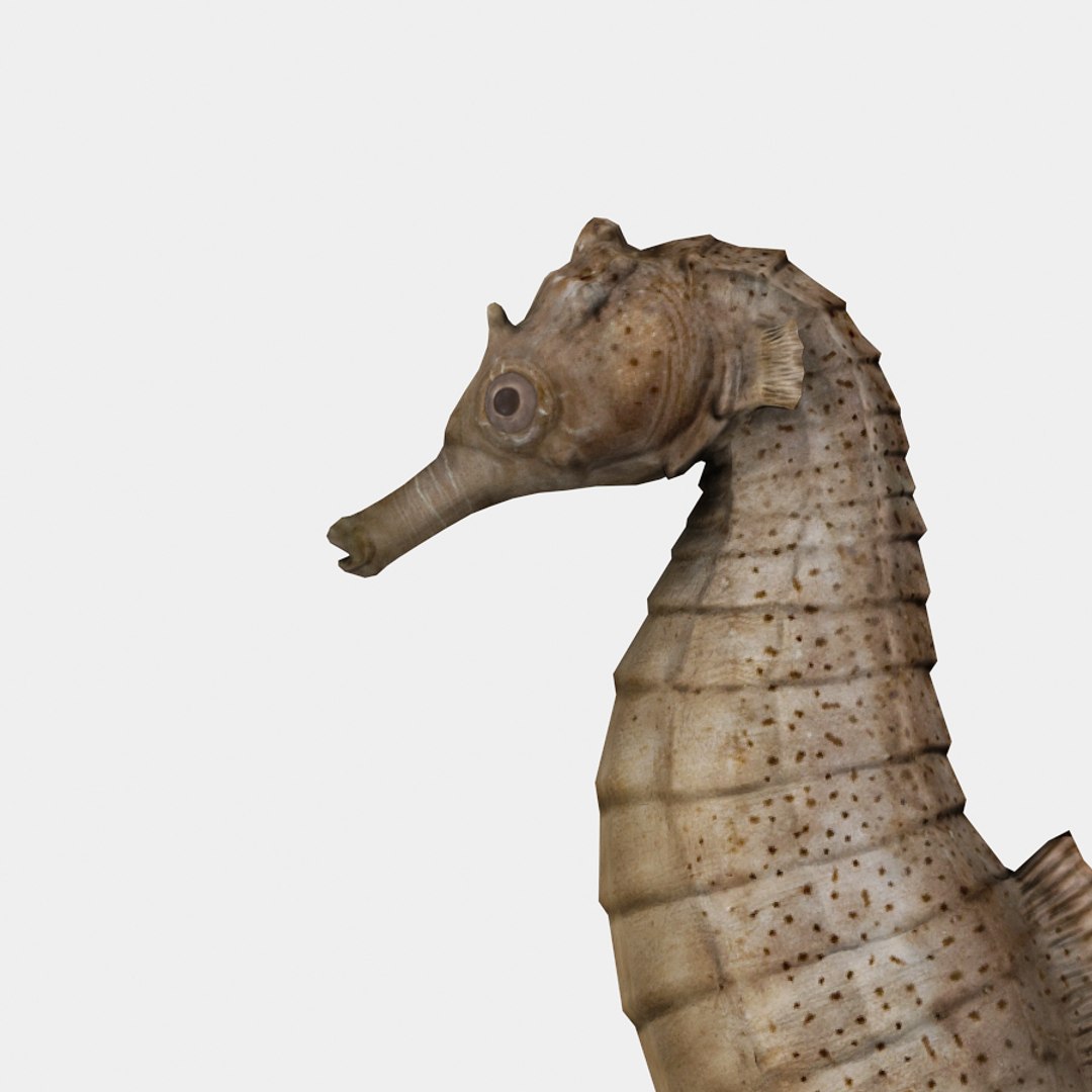 3d seahorse sea horse model https://p.turbosquid.com/ts-thumb/TM/ro3SrJ/7S4VO2Jl/seahorse01/jpg/1384261402/1920x1080/fit_q87/89ae5954530e5988e23048889f2066208df4c6f0/seahorse01.jpg
