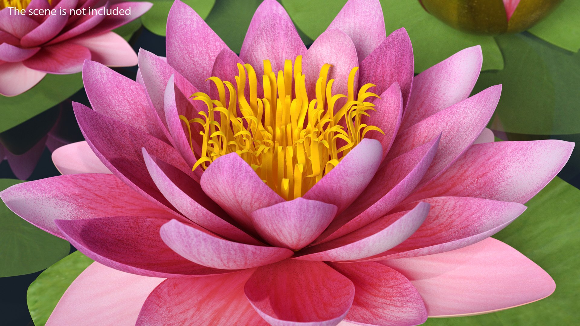 Blooming Nymphaea Siam Violet 3D model https://p.turbosquid.com/ts-thumb/TM/zc3CiW/IV/blooming_nymphaea_siam_purple_0002/jpg/1776434125/1920x1080/fit_q87/9c8afb15c5c8d015d9cefe3fd029af119dc36410/blooming_nymphaea_siam_purple_0002.jpg
