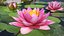 Blooming Nymphaea Siam Violet