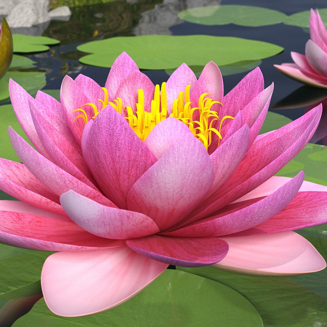 Blooming Nymphaea Siam Violet 3D model https://p.turbosquid.com/ts-thumb/TM/zc3CiW/fm/blooming_nymphaea_siam_violet_000/jpg/1776433814/1920x1080/fit_q87/c7190c66be53822ae5f5bb925b187ced97a78e96/blooming_nymphaea_siam_violet_000.jpg