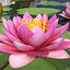Blooming Nymphaea Siam Violet