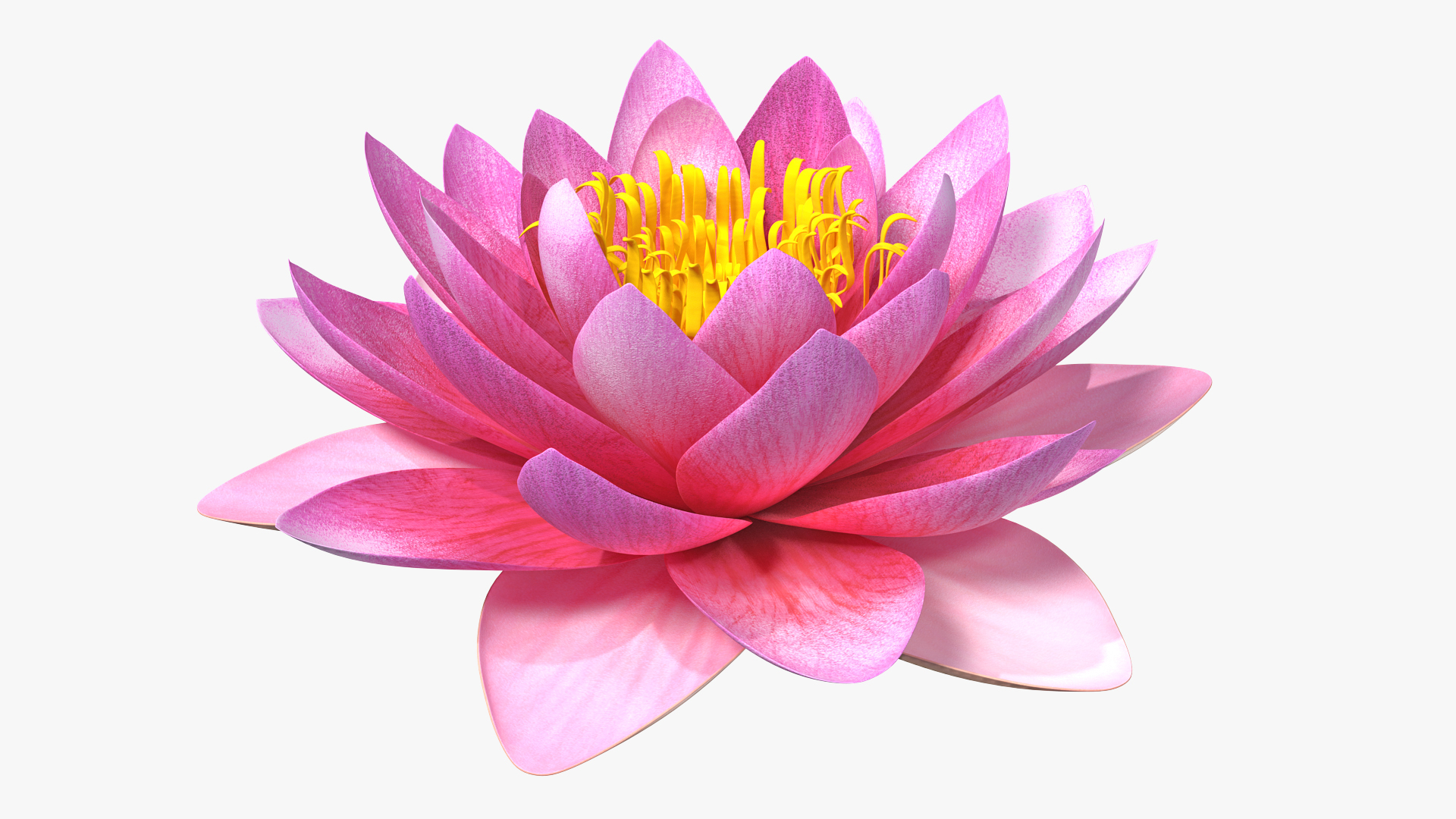 Blooming Nymphaea Siam Violet 3D model https://p.turbosquid.com/ts-thumb/TM/zc3CiW/h5/blooming_nymphaea_siam_purple_360/jpg/1776433825/1920x1080/turn_fit_q99/e37a27f446cb8adca86a4c0b71d5af62dad14c6e/blooming_nymphaea_siam_purple_360-1.jpg