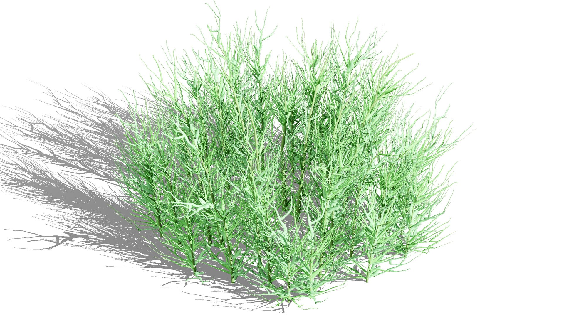 3D model 3D Flannel Flower Collection with Greenery https://p.turbosquid.com/ts-thumb/TN/2CpetU/6L/australianflannelflower2ml/jpg/1740514826/1920x1080/fit_q87/06915a7aa7653a5203a456612182ae9811a28bf1/australianflannelflower2ml.jpg