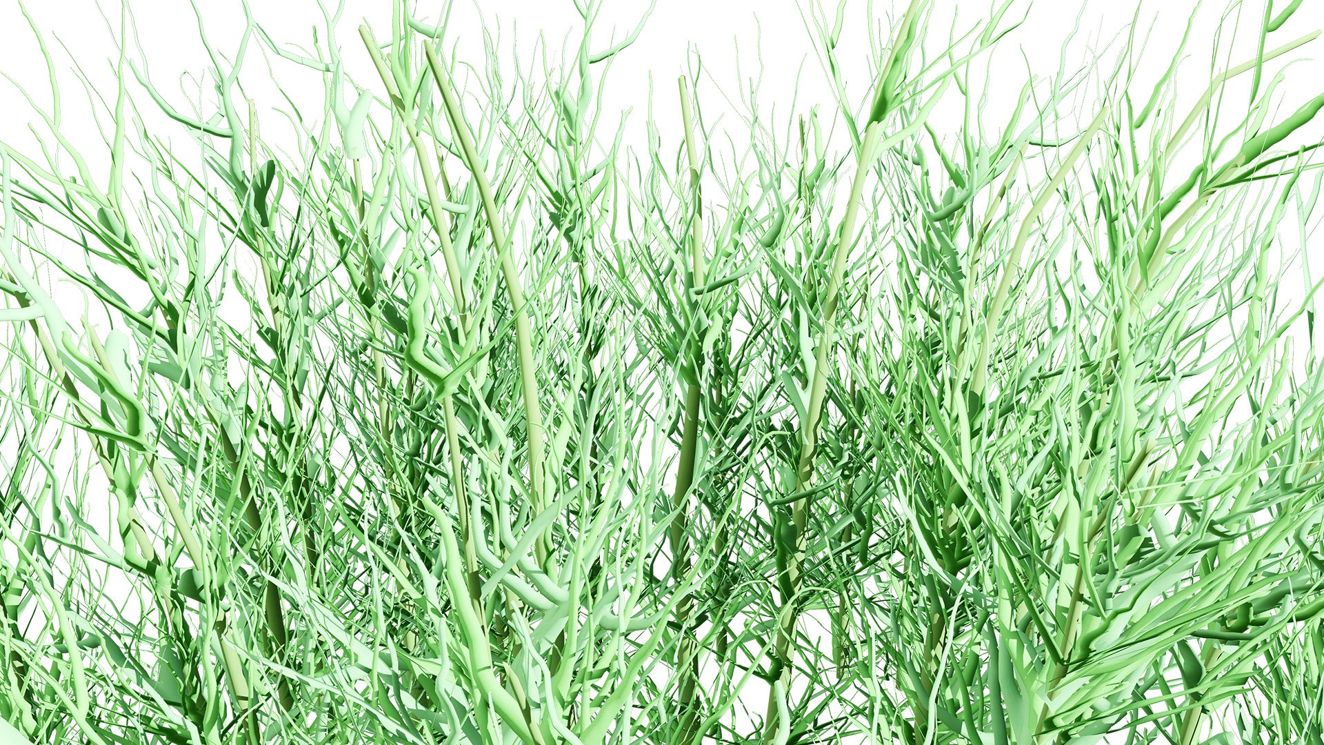 3D model 3D Flannel Flower Collection with Greenery https://p.turbosquid.com/ts-thumb/TN/2CpetU/9d/australianflannelflower2z1l/jpg/1740514829/1920x1080/fit_q87/4892b548e2583a25b0891ce5aa3ade5aaed1e35c/australianflannelflower2z1l.jpg