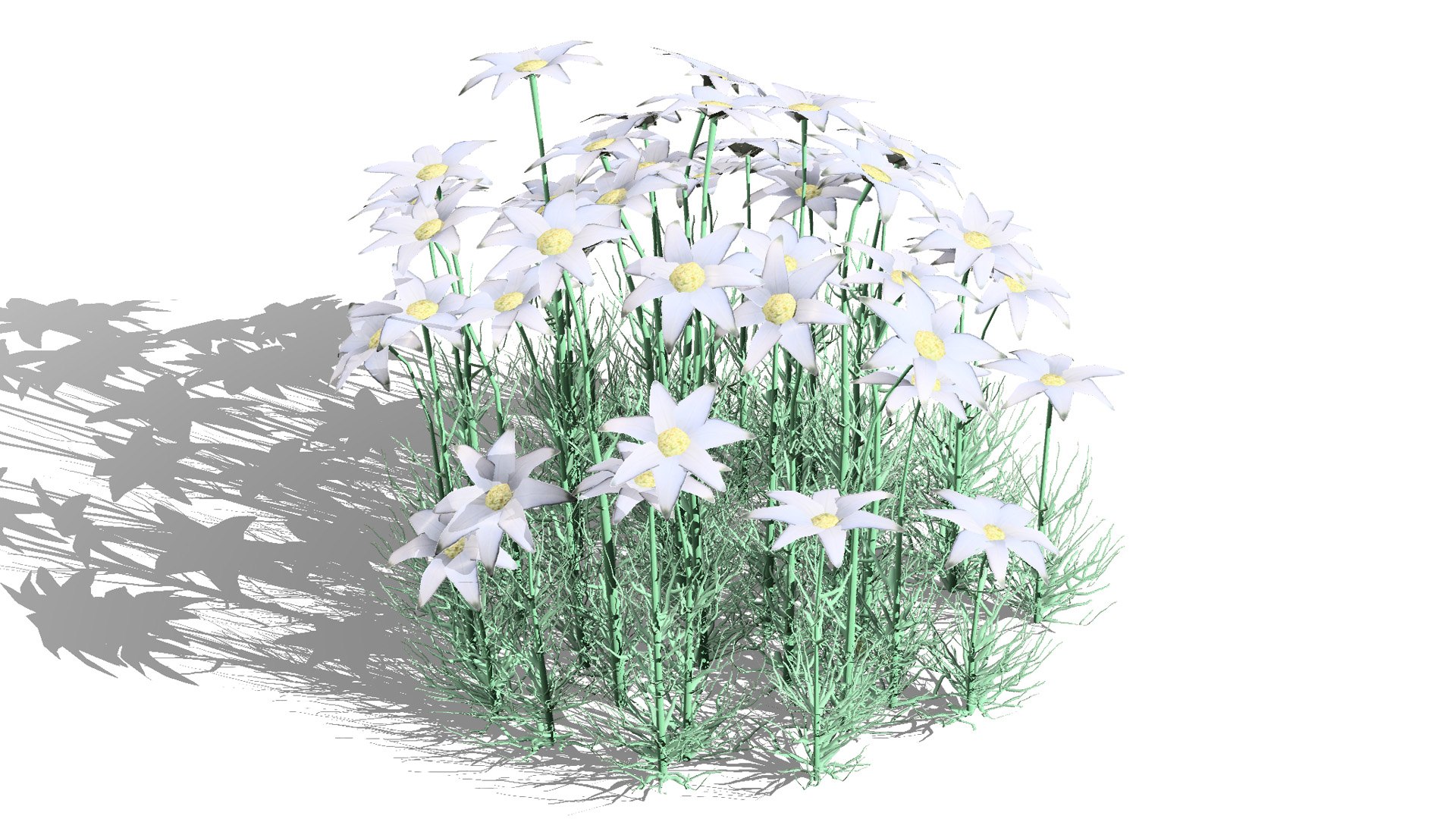 3D model 3D Flannel Flower Collection with Greenery https://p.turbosquid.com/ts-thumb/TN/2CpetU/Jw/australianflannelflower1/jpg/1740514826/1920x1080/fit_q87/bd678fe5062a0972716e7aa71d5e4c9d62c0d6cb/australianflannelflower1.jpg