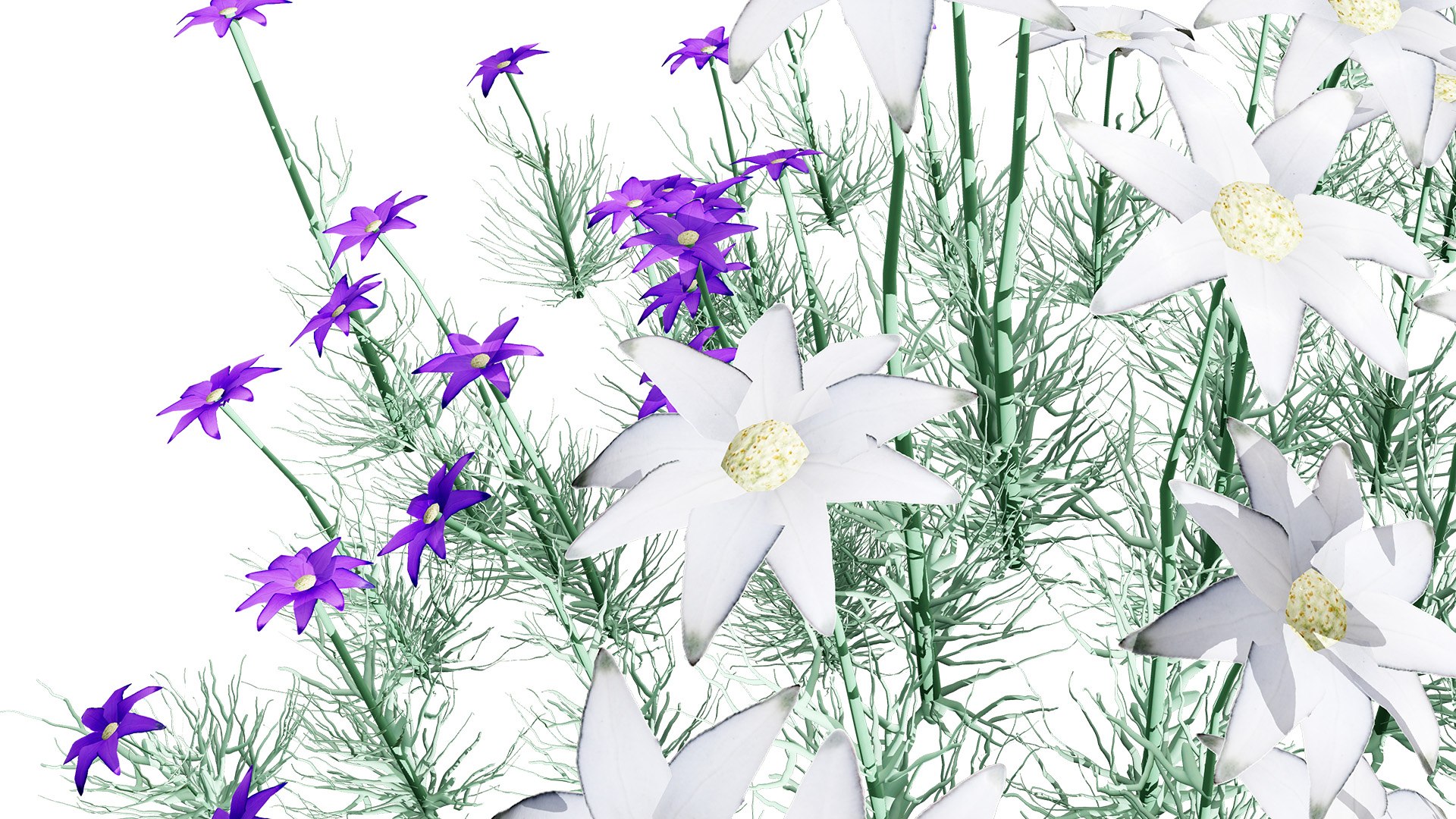 3D model 3D Flannel Flower Collection with Greenery https://p.turbosquid.com/ts-thumb/TN/2CpetU/Zt/australianflannelflower3z2l/jpg/1740514830/1920x1080/fit_q87/12739f45b6ce5f71bf9f0d957735be0be49e113d/australianflannelflower3z2l.jpg