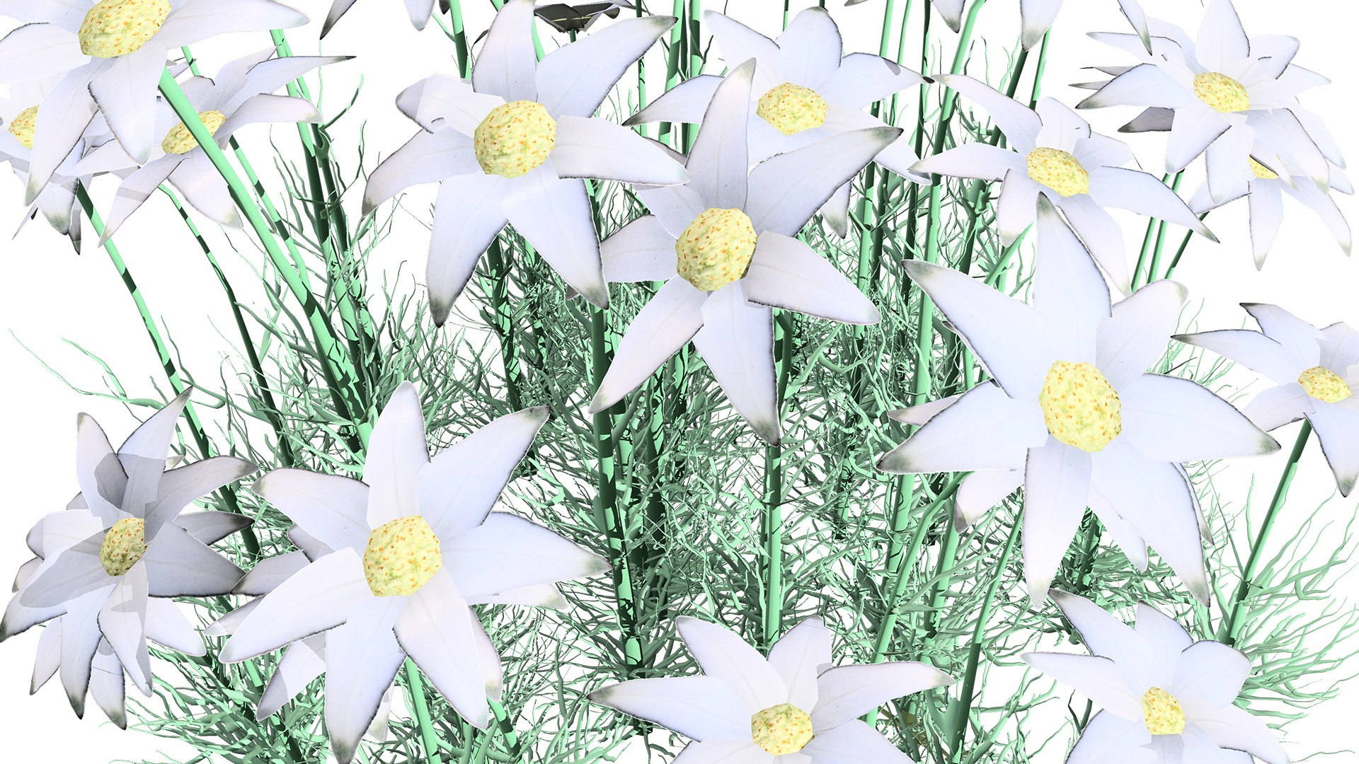 3D model 3D Flannel Flower Collection with Greenery https://p.turbosquid.com/ts-thumb/TN/2CpetU/i4/australianflannelflower1z3l/jpg/1740514825/1920x1080/fit_q87/f86fa9f1da793e45da63e41e310bf68eec23d7cc/australianflannelflower1z3l.jpg