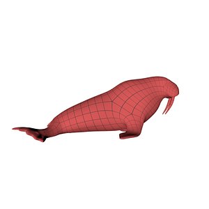 3d base mesh walrus model