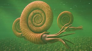 Ammonite Animated