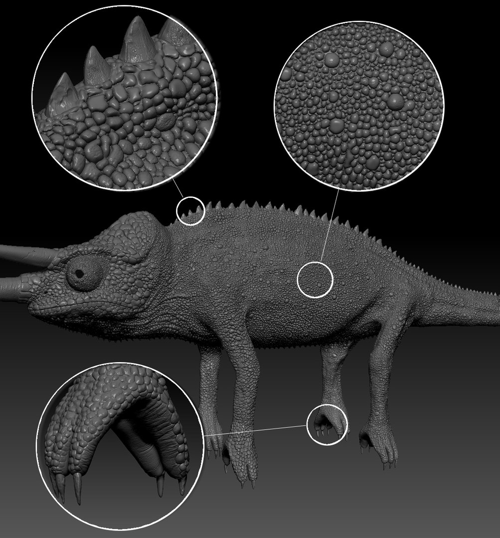 3D jackson s chameleon model https://p.turbosquid.com/ts-thumb/TN/H3MXy9/32R56X4q/zbrush/jpg/1590435615/1920x1080/fit_q87/107fdc5bf282610fd33070652f28b2fab9089113/zbrush.jpg