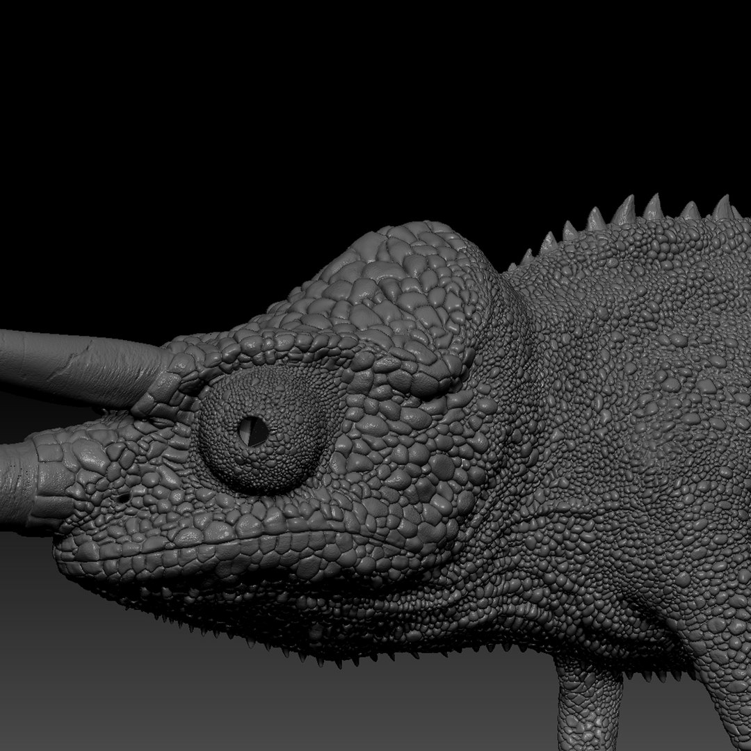 3D jackson s chameleon model https://p.turbosquid.com/ts-thumb/TN/H3MXy9/46a3c15v/zbrush_head/jpg/1590435679/1920x1080/fit_q87/7f9b78155601c74b45dbf7ba4448e90406239f9e/zbrush_head.jpg