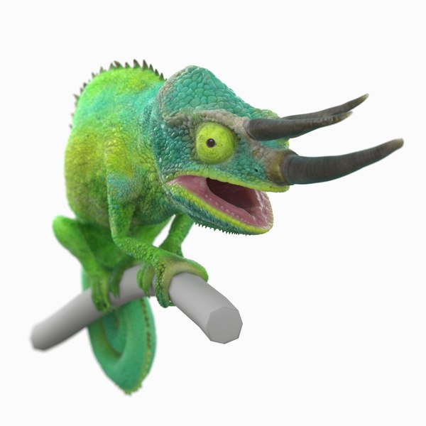 Chameleon Jackson Modelo 3D TurboSquid 1565594