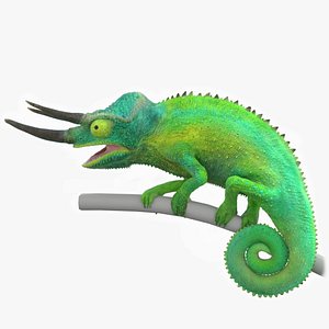 3D jackson s chameleon model