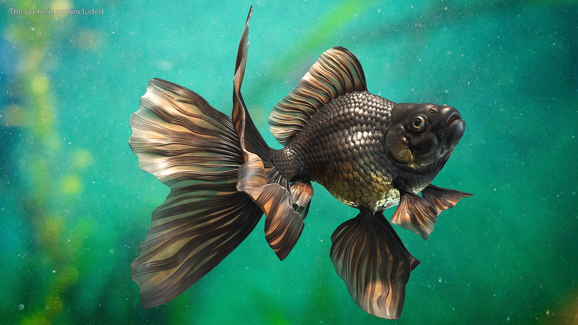 Black Moor Goldfish Rigged for Maya model https://p.turbosquid.com/ts-thumb/TN/I4akd6/0K/blackmoorgoldfishriggedc4dmodel003/jpg/1626292078/1920x1080/fit_q87/789c94ac812310f25faeb2160d0c672113218be9/blackmoorgoldfishriggedc4dmodel003.jpg