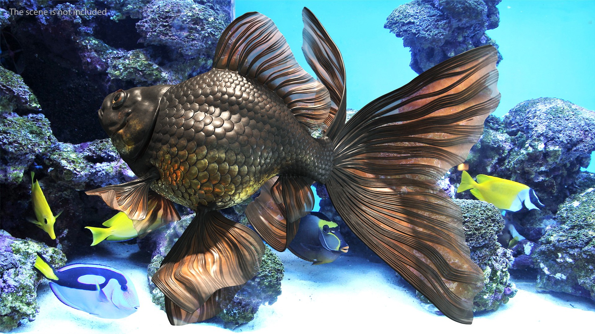 Black Moor Goldfish Rigged for Maya model https://p.turbosquid.com/ts-thumb/TN/I4akd6/2a/blackmoorgoldfishriggedc4dmodel006/jpg/1626292087/1920x1080/fit_q87/7a33f2d021be412bd4b7c2b406ed8239890b59d3/blackmoorgoldfishriggedc4dmodel006.jpg