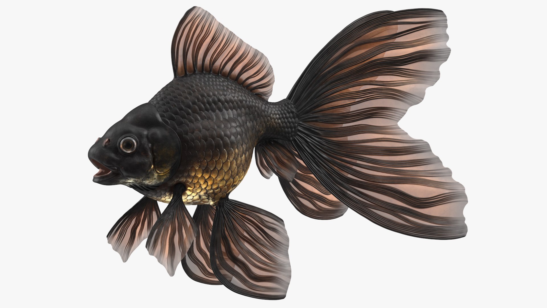 Black Moor Goldfish Rigged for Maya model https://p.turbosquid.com/ts-thumb/TN/I4akd6/B2/blackmoorgoldfishriggedc4dmodel021/jpg/1626292126/1920x1080/fit_q87/affcb95ce6a15b880457d030133624275fb8d48b/blackmoorgoldfishriggedc4dmodel021.jpg