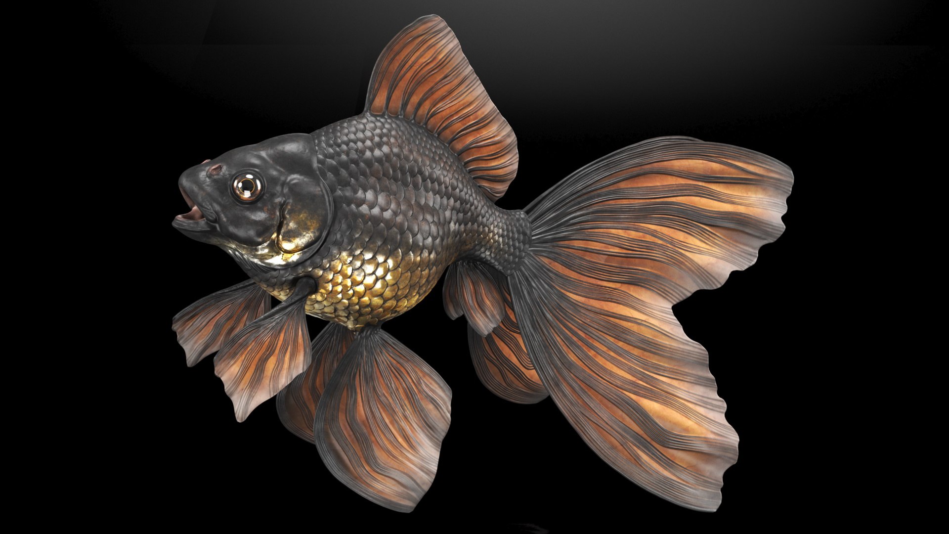 Black Moor Goldfish Rigged for Maya model https://p.turbosquid.com/ts-thumb/TN/I4akd6/FG/blackmoorgoldfishriggedc4dmodel017/jpg/1626292117/1920x1080/fit_q87/6b5d104a1037e31a4ce3cd093b2dce56f35f10d7/blackmoorgoldfishriggedc4dmodel017.jpg