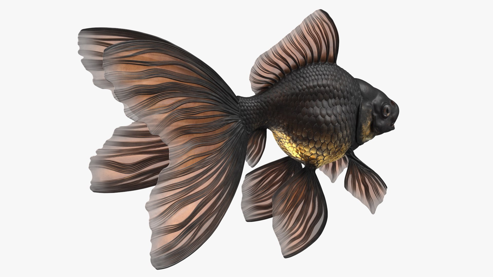 Black Moor Goldfish Rigged for Maya model https://p.turbosquid.com/ts-thumb/TN/I4akd6/IF/blackmoorgoldfishriggedc4dmodel020/jpg/1626292124/1920x1080/fit_q87/ba6b6197de1a8a99acd3e54fbccd5e7bc5b38acb/blackmoorgoldfishriggedc4dmodel020.jpg