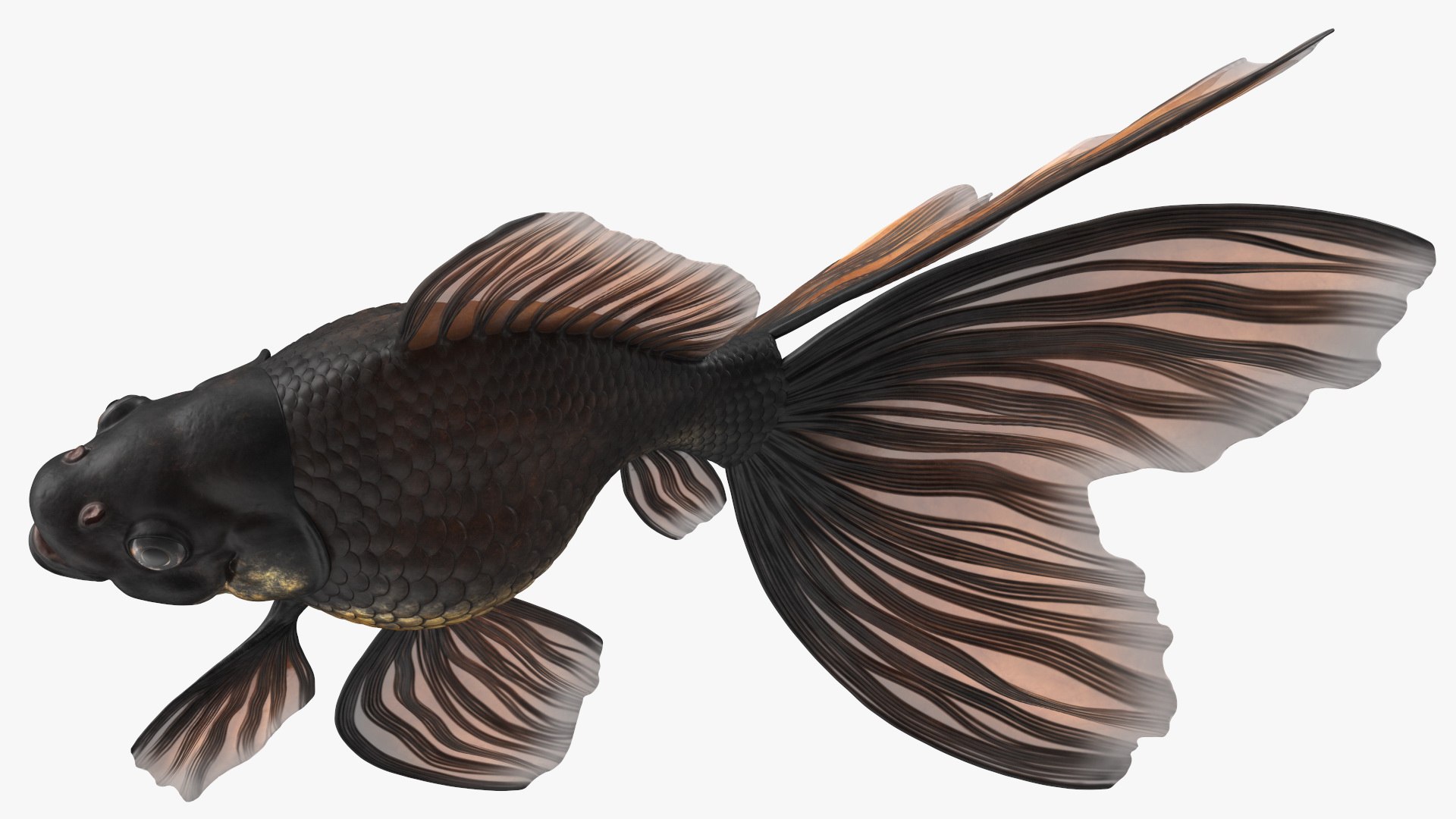 Black Moor Goldfish Rigged for Maya model https://p.turbosquid.com/ts-thumb/TN/I4akd6/In/blackmoorgoldfishriggedc4dmodel023/jpg/1626292131/1920x1080/fit_q87/15ed1b09678f2e12d1c274cf67df01681b4699b7/blackmoorgoldfishriggedc4dmodel023.jpg
