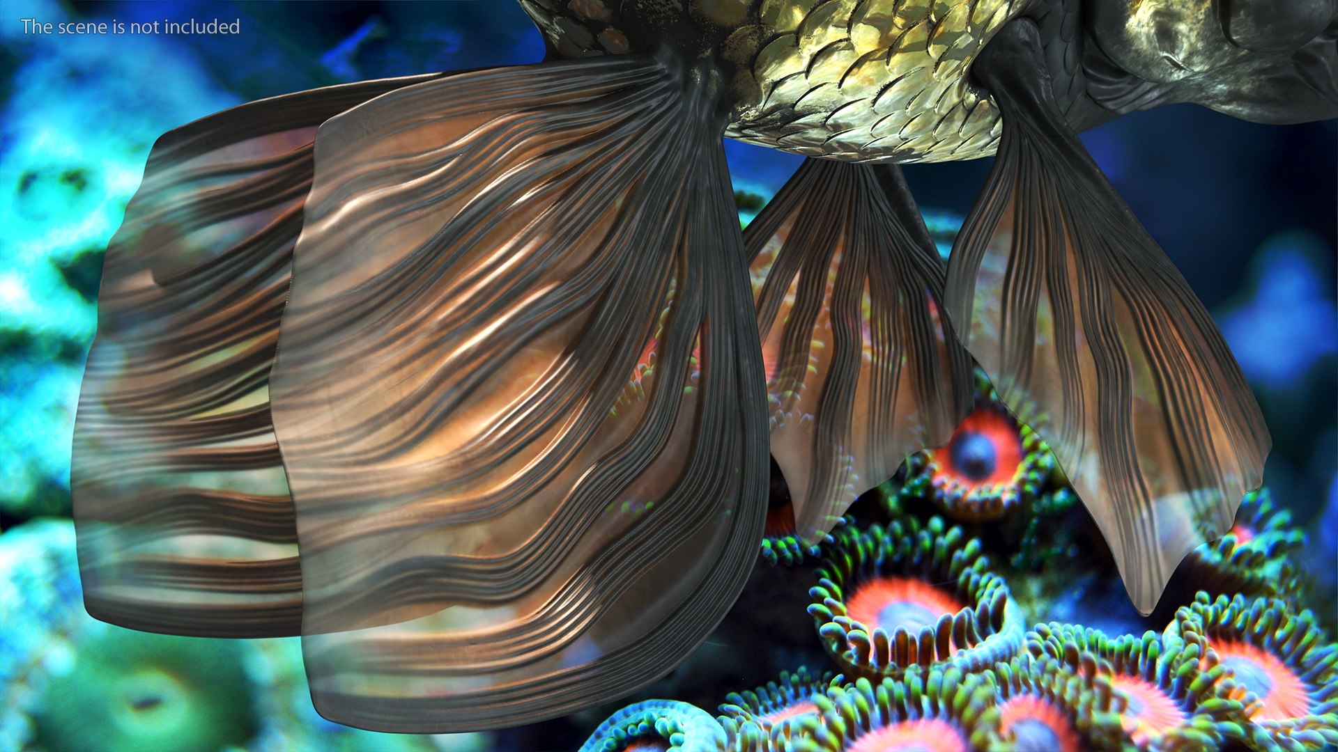 Black Moor Goldfish Rigged for Maya model https://p.turbosquid.com/ts-thumb/TN/I4akd6/Jt/blackmoorgoldfishriggedc4dmodel013/jpg/1626292107/1920x1080/fit_q87/569d5054adfde5a52883f7538632e12f13e4895b/blackmoorgoldfishriggedc4dmodel013.jpg