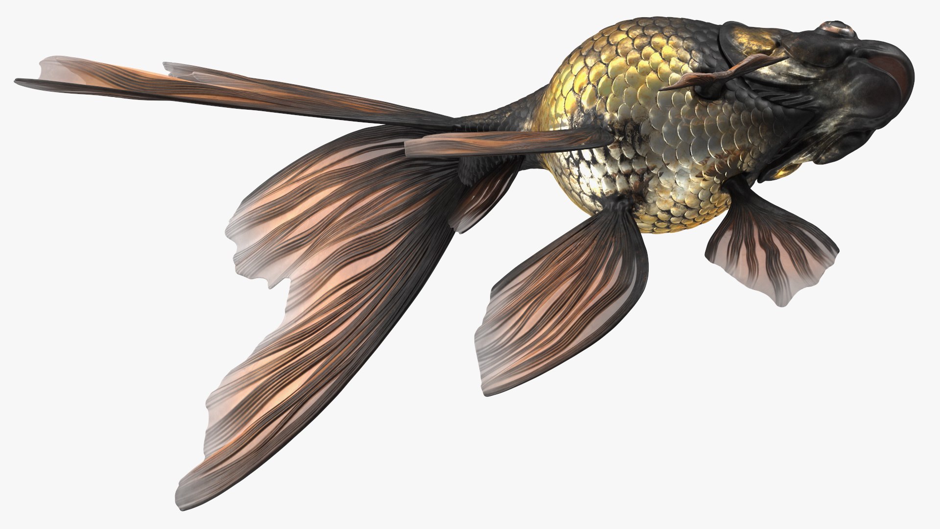 Black Moor Goldfish Rigged for Maya model https://p.turbosquid.com/ts-thumb/TN/I4akd6/N3/blackmoorgoldfishriggedc4dmodel022/jpg/1626292129/1920x1080/fit_q87/17cefd96cbfe9159a64155e8814f60a6e1ee6631/blackmoorgoldfishriggedc4dmodel022.jpg