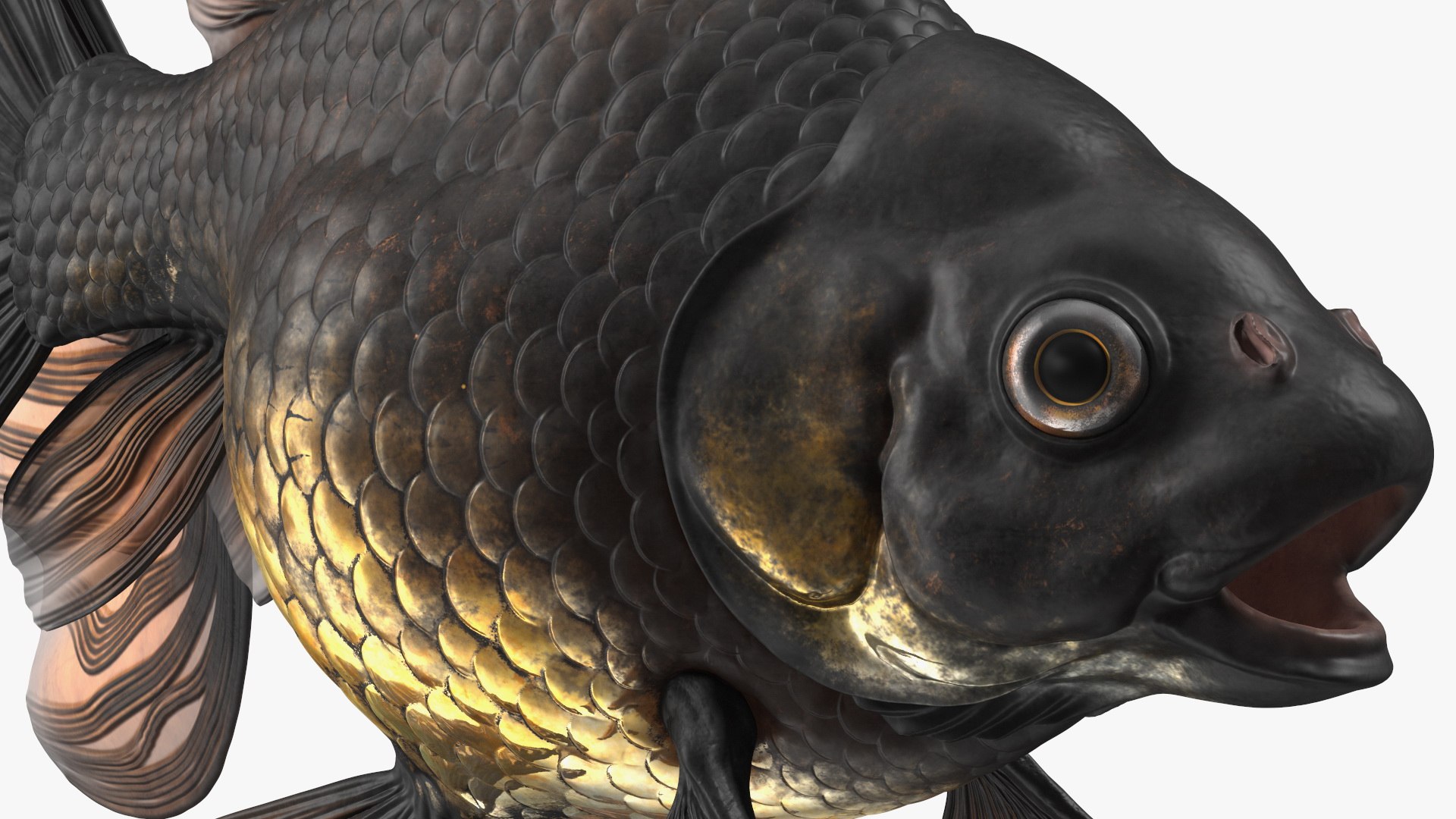 Black Moor Goldfish Rigged for Maya model https://p.turbosquid.com/ts-thumb/TN/I4akd6/NR/blackmoorgoldfishriggedc4dmodel024/jpg/1626292133/1920x1080/fit_q87/4cc053ea4bc75eb0fb2e62b37a1da1d527110e55/blackmoorgoldfishriggedc4dmodel024.jpg