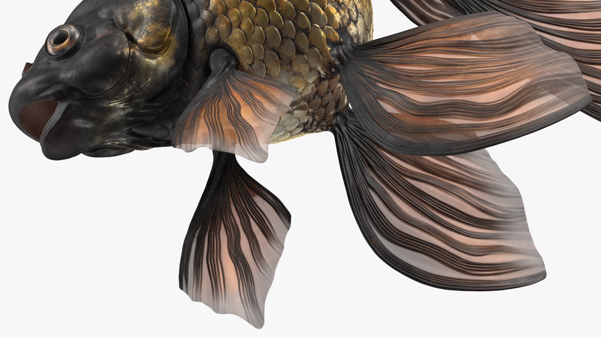 Black Moor Goldfish Rigged for Maya model https://p.turbosquid.com/ts-thumb/TN/I4akd6/Rp/blackmoorgoldfishriggedc4dmodel025/jpg/1626292135/1920x1080/fit_q87/aa9a607469b0a6077fc8c6e292f0189a11a88ea7/blackmoorgoldfishriggedc4dmodel025.jpg