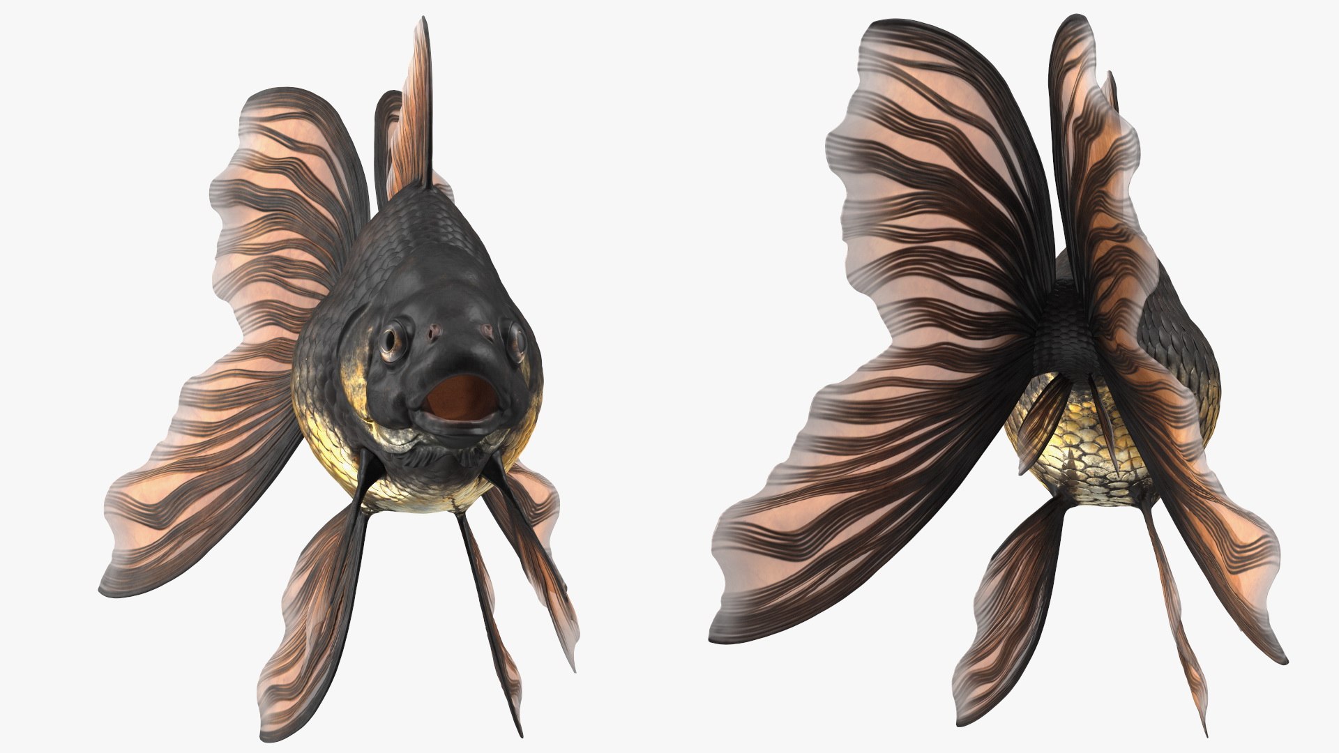 Black Moor Goldfish Rigged for Maya model https://p.turbosquid.com/ts-thumb/TN/I4akd6/Wc/blackmoorgoldfishriggedc4dmodel018/jpg/1626292119/1920x1080/fit_q87/a65dec651a5f9dd01674a985cf1e2b7d5e45d836/blackmoorgoldfishriggedc4dmodel018.jpg
