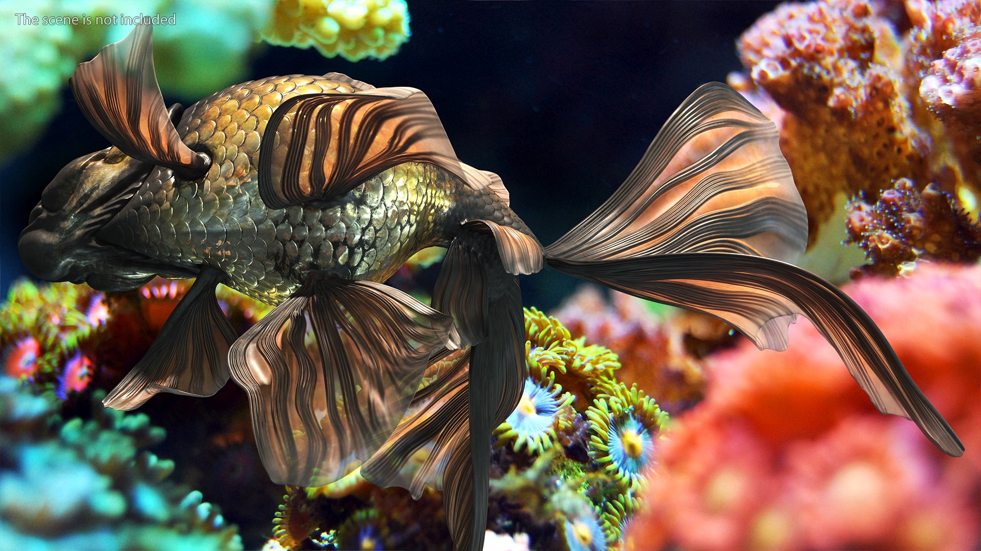 Black Moor Goldfish Rigged for Maya model https://p.turbosquid.com/ts-thumb/TN/I4akd6/hW/blackmoorgoldfishriggedc4dmodel014/jpg/1626292110/1920x1080/fit_q87/985ee01a36e68c5f47158a3466d49afb5bb7373b/blackmoorgoldfishriggedc4dmodel014.jpg