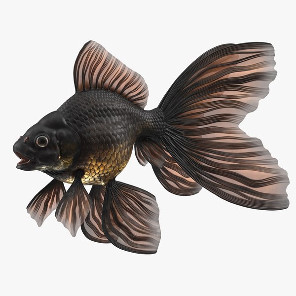 3d金鱼模型
