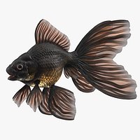 Black Moor Goldfish Rigged for Maya