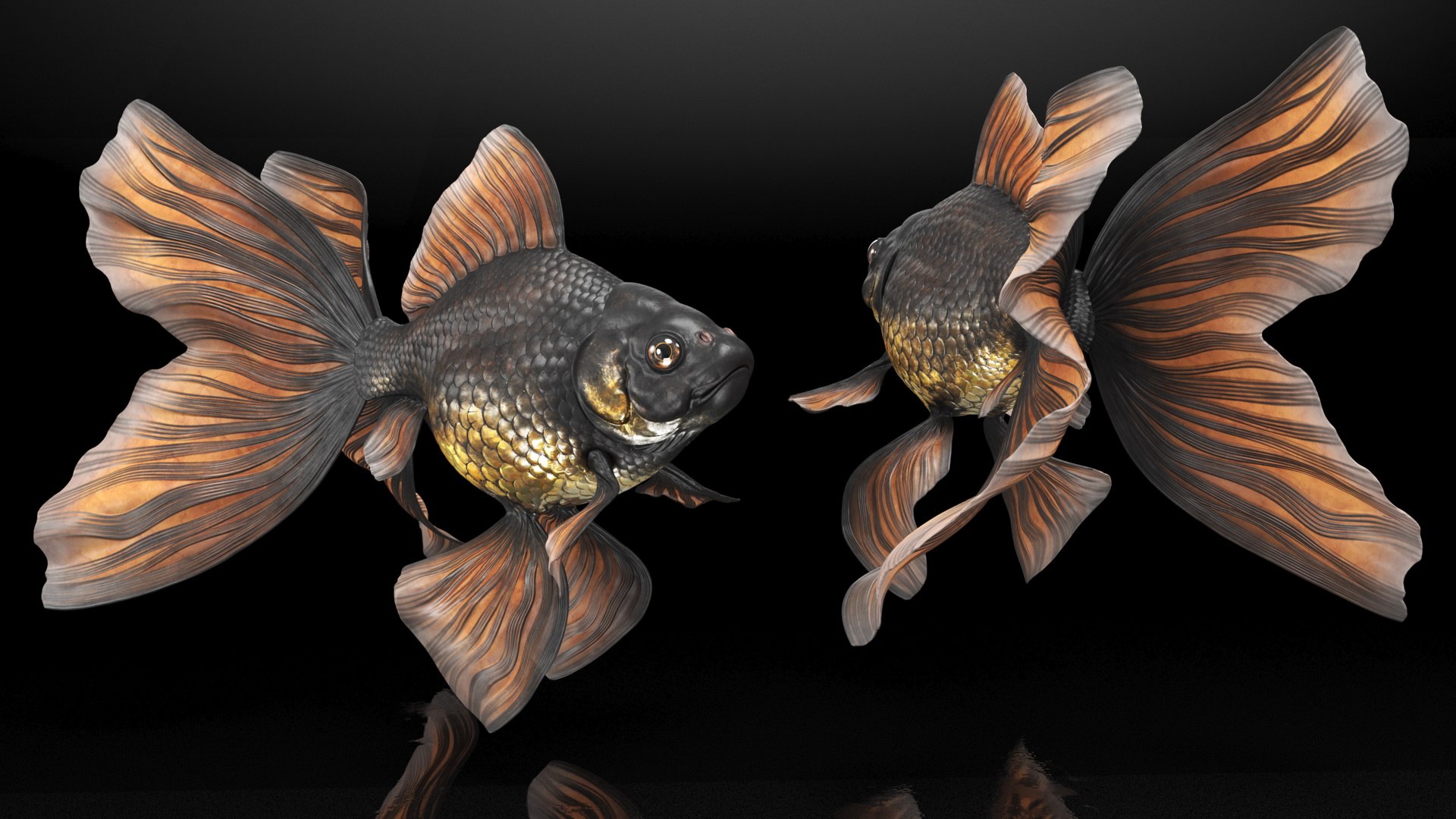 Black Moor Goldfish Rigged for Maya model https://p.turbosquid.com/ts-thumb/TN/I4akd6/lq/blackmoorgoldfishriggedc4dmodel016/jpg/1626292114/1920x1080/fit_q87/9838ff563051f75fb1ac3f9c15a48b1d9adec377/blackmoorgoldfishriggedc4dmodel016.jpg
