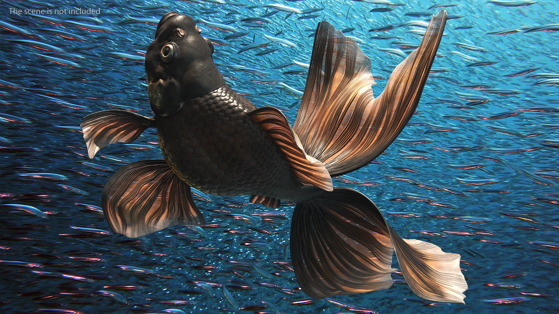 Black Moor Goldfish Rigged for Maya model https://p.turbosquid.com/ts-thumb/TN/I4akd6/oK/blackmoorgoldfishriggedc4dmodel010/jpg/1626292099/1920x1080/fit_q87/dc0a4903bf754970e91ebae38dfa44da9c392e2f/blackmoorgoldfishriggedc4dmodel010.jpg