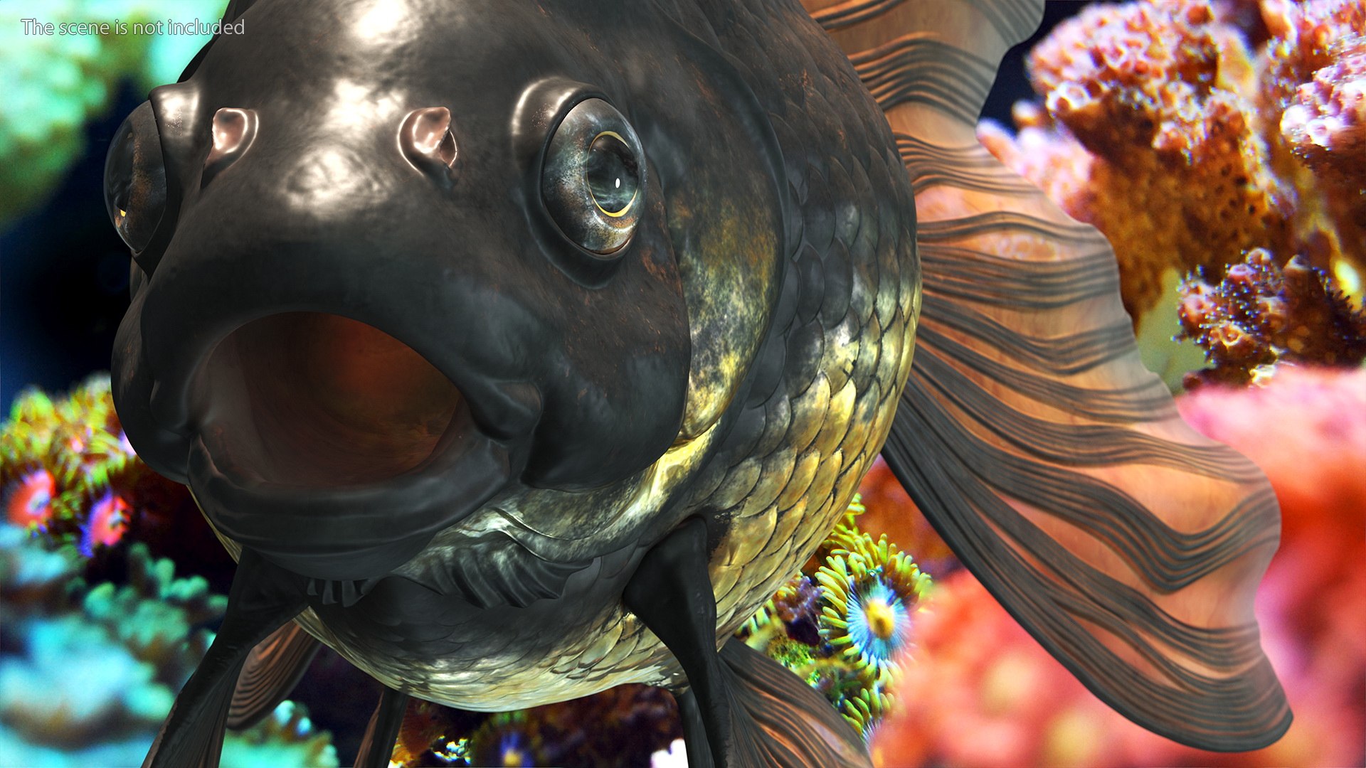 Black Moor Goldfish Rigged for Maya model https://p.turbosquid.com/ts-thumb/TN/I4akd6/oO/blackmoorgoldfishriggedc4dmodel011/jpg/1626292102/1920x1080/fit_q87/9921c50103f5915ff0f4a59f4434a2bdc264dca8/blackmoorgoldfishriggedc4dmodel011.jpg