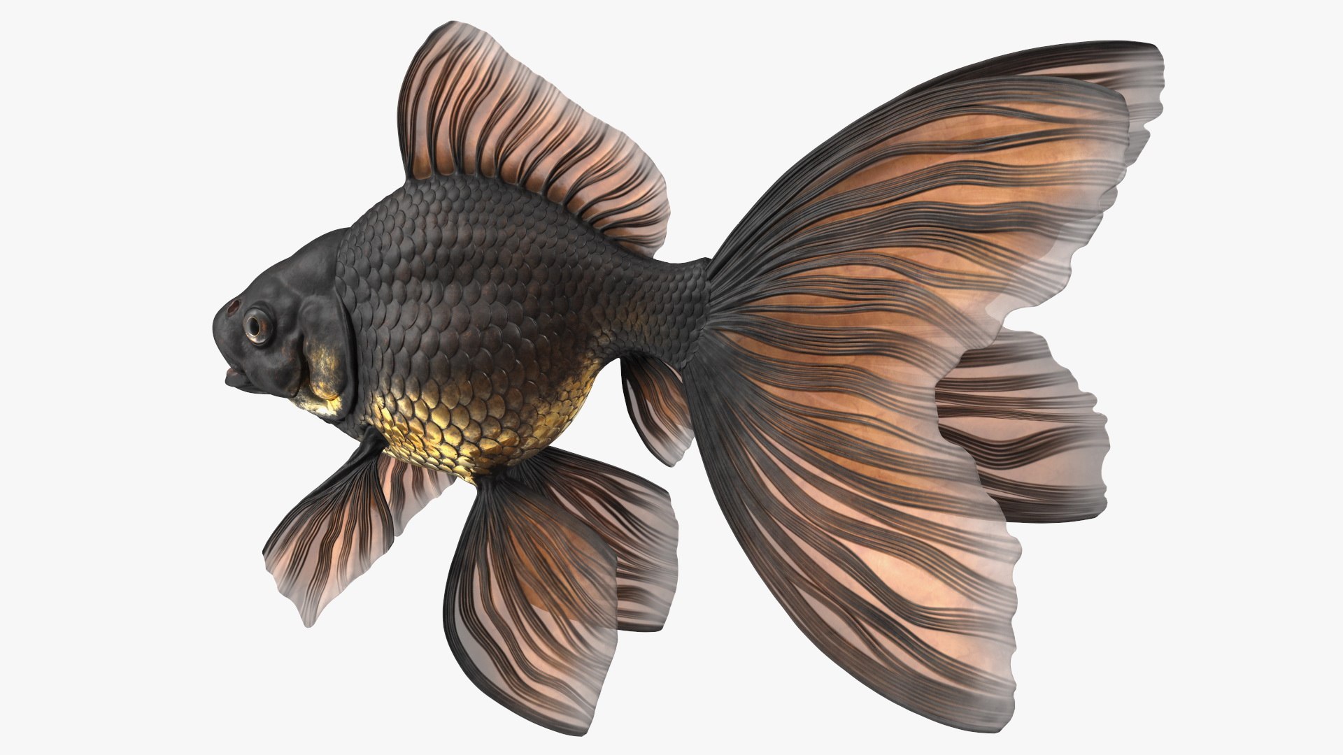 Black Moor Goldfish Rigged for Maya model https://p.turbosquid.com/ts-thumb/TN/I4akd6/om/blackmoorgoldfishriggedc4dmodel019/jpg/1626292122/1920x1080/fit_q87/8854e7f7ccc0ca43f526658c9cd245c1787486b3/blackmoorgoldfishriggedc4dmodel019.jpg