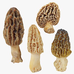Morel Mushroom Morchella collection