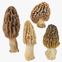 Morel Mushroom Morchella collection