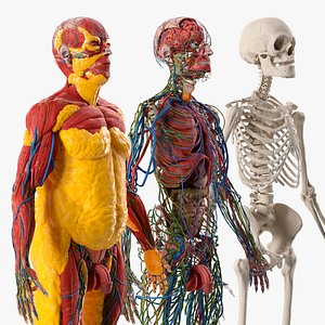 Human Fat Layer Anatomy