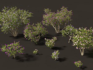 Tibouchina semidecandra - Princessflower 3D