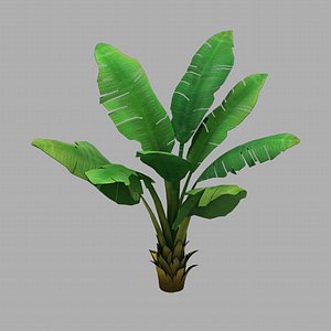 Plant - Plantain Tree 067