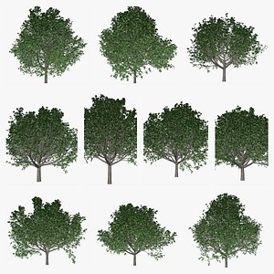 Bradford Callery Pear Tree Collection