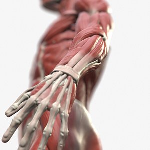 Ecorche: Male Anatomical Reference