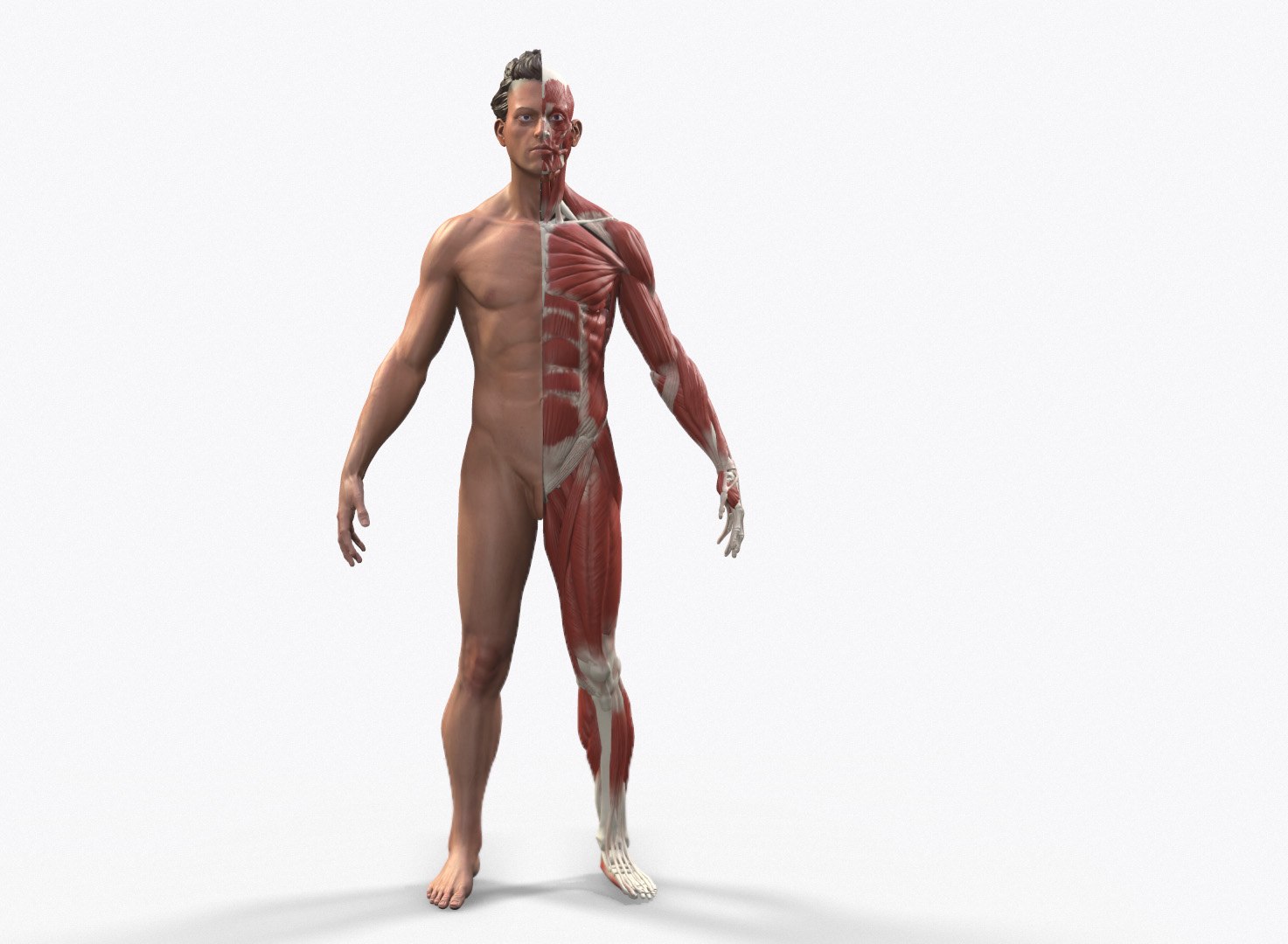 Anatomical Reference 3D - TurboSquid 1298125