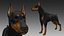 Pinscher do Doberman