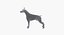 Pinscher do Doberman
