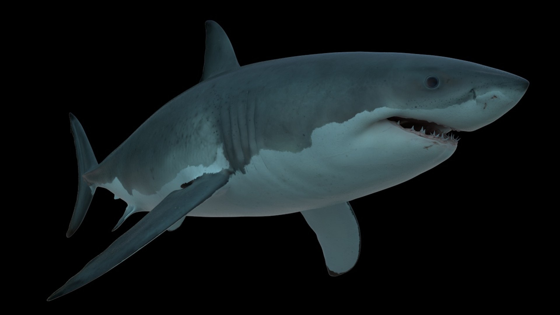 3d Obj Great White Shark